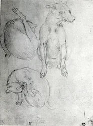 Studio di un cane e di un gatto, ca. 1480